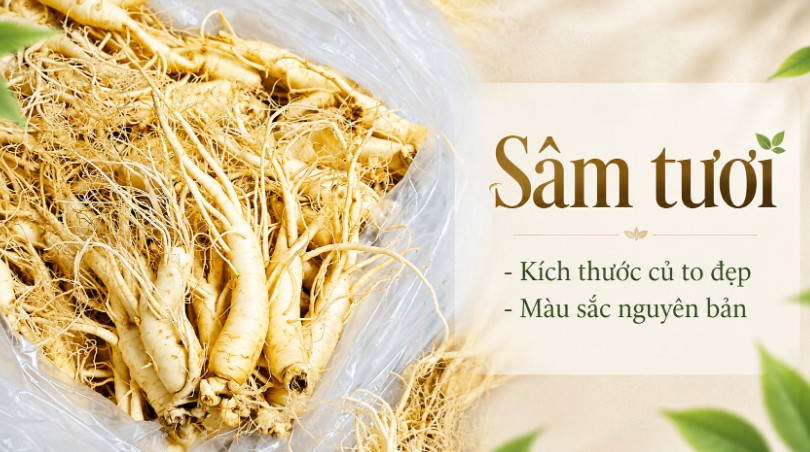 Sâm tươi Hàn Quốc Sâm tươi Hàn Quốc